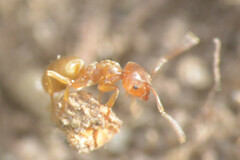 Lasius flavus