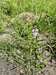 Raphanus sativus raphanistroides