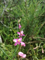 Ixia scillaris scillaris