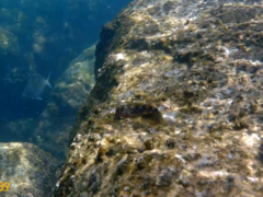 Coryphoblennius galerita
