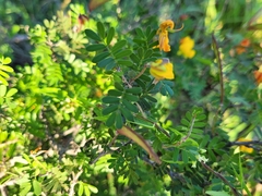 Chamaecrista greggii