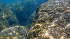 Coryphoblennius galerita