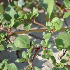 Trianthema portulacastrum