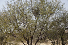 Loranthaceae