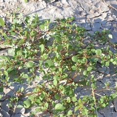 Trianthema portulacastrum