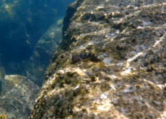 Coryphoblennius galerita