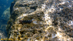 Coryphoblennius galerita
