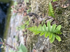 Polypodium
