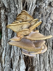 Pleurotus ostreatus