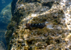 Coryphoblennius galerita