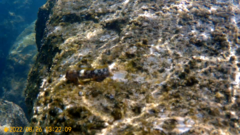 Coryphoblennius galerita