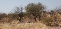 Prosopis glandulosa