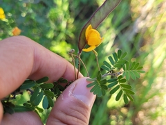 Chamaecrista greggii