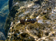 Coryphoblennius galerita