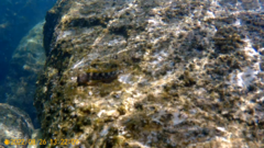 Coryphoblennius galerita