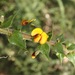 Daviesia villifera - Photo (c) QuestaGame, some rights reserved (CC BY-NC-ND), uploaded by QuestaGame