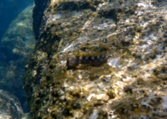 Coryphoblennius galerita