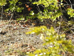 Aphrastura spinicauda