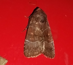 Hampsonodes mastoides