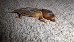 Gryllotalpa africana