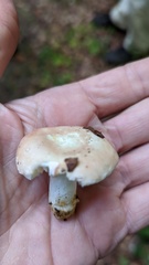 Russula veternosa