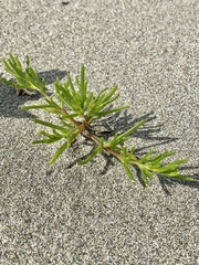 Salsola komarovii