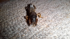 Gryllotalpa africana