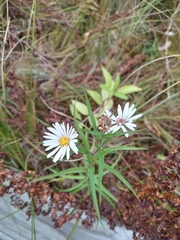 Symphyotrichum boreale