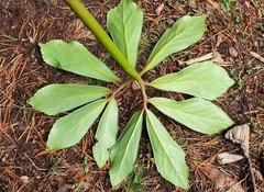 Helleborus niger