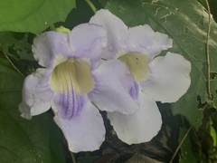 Thunbergia laurifolia