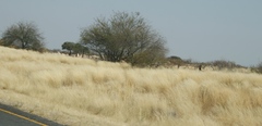 Prosopis glandulosa