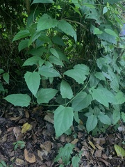 Thunbergia laurifolia