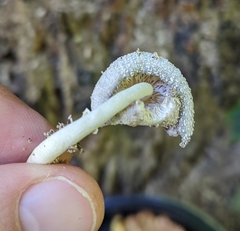 Leucocoprinus cretaceus