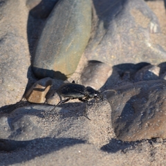Calosoma peregrinator