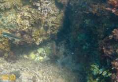 Ctenolabrus rupestris