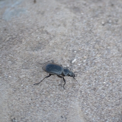 Calosoma peregrinator