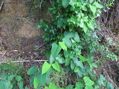 Aristolochia