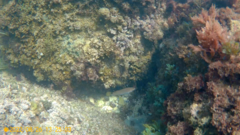 Ctenolabrus rupestris