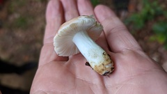 Russula veternosa