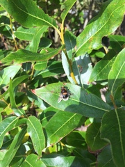 Eristalis intricaria