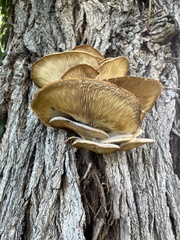 Pleurotus ostreatus