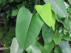 Aristolochia