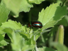 Chrysolina coerulans angelica