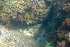 Ctenolabrus rupestris