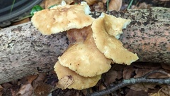 Polyporus tuberaster