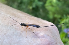 Rhyssella nitida