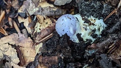 Phlegmacium balteatocumatile