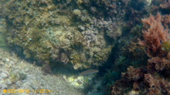 Ctenolabrus rupestris