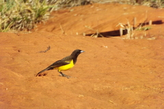 Pseudoleistes guirahuro