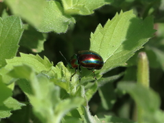 Chrysolina coerulans angelica